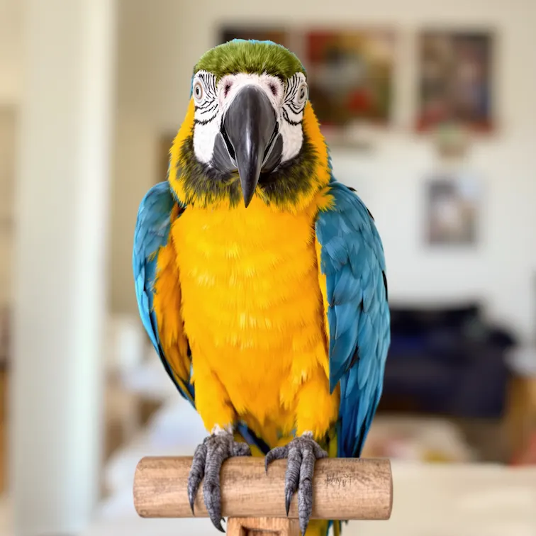 Emoji Icon Generator - Before