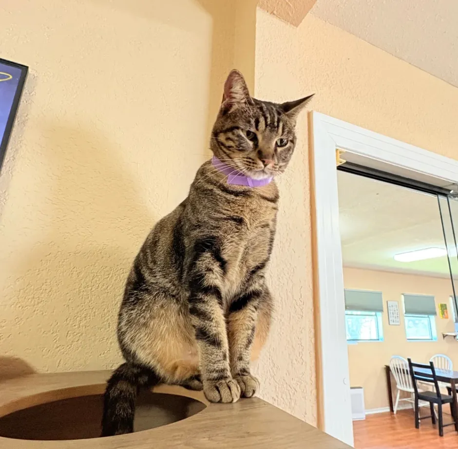 Pet Meme Generator - Before